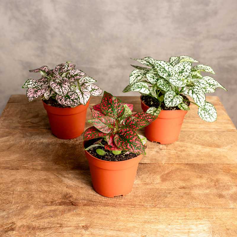 Hypoestes
