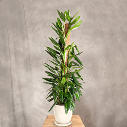 Filodendron 'Cobra' | Tomaszewski
