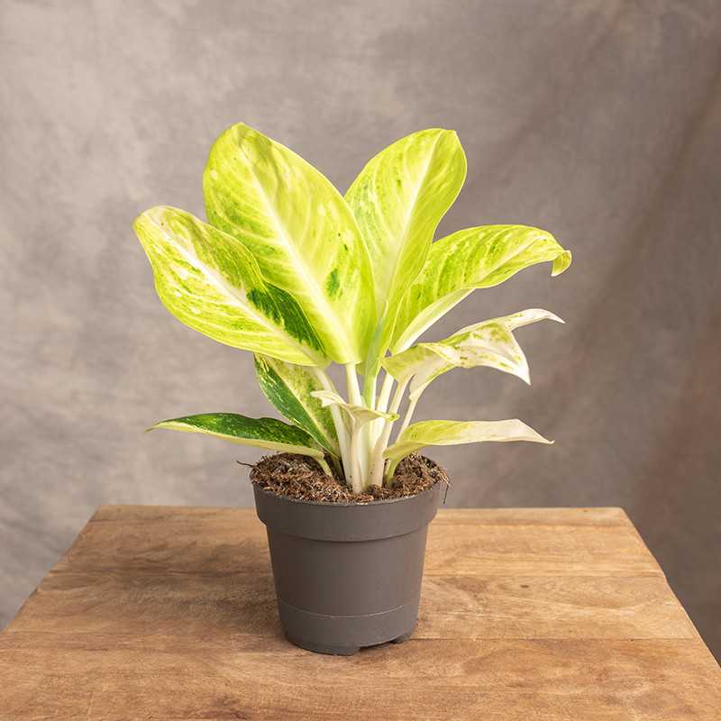 Aglonema 'Citronelle' | Mała