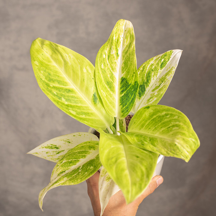 Aglonema 'Citronelle' | Tomaszewski