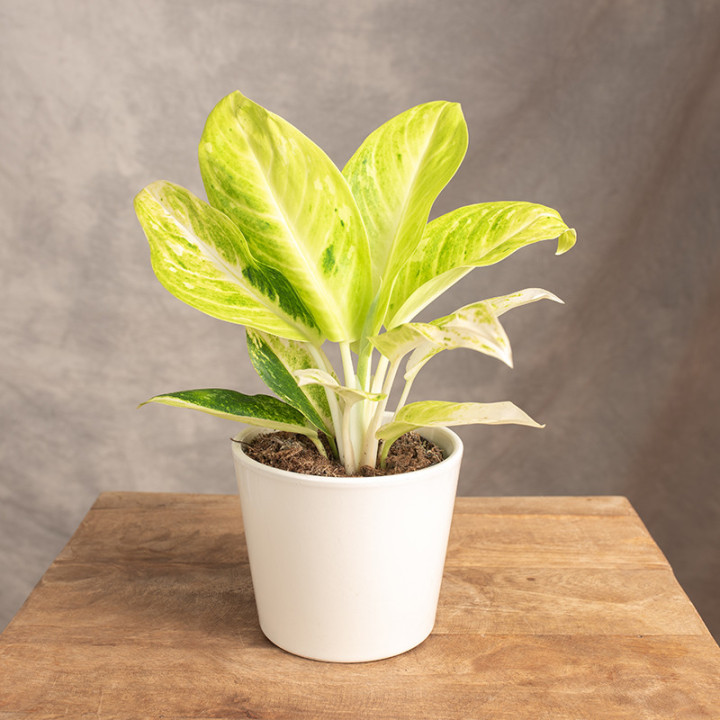 Aglonema 'Citronelle' | Tomaszewski