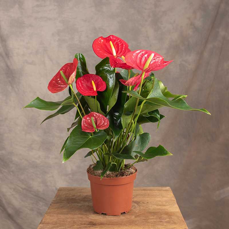 Anturium 'California'