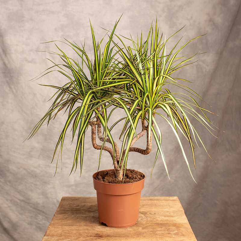 Dracena 'Sunray' | Wielopędowa