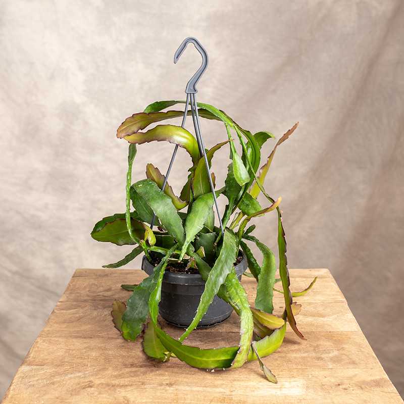 Epifylum 'Leon Herick' |...