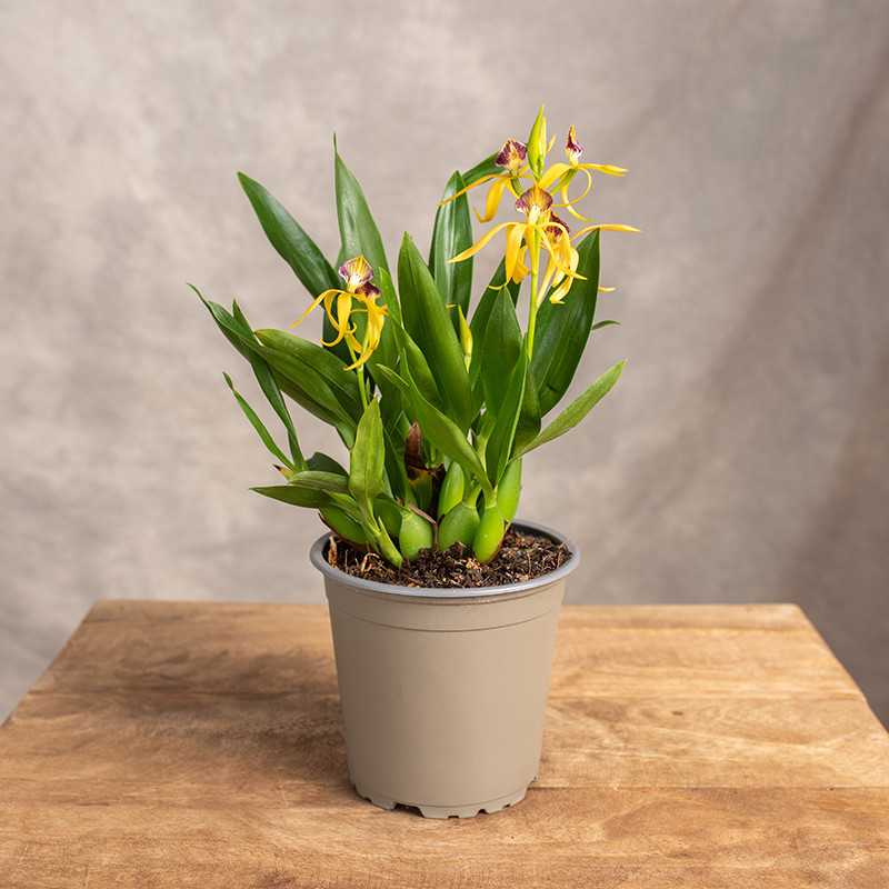 Storczyk 'Encyclia'