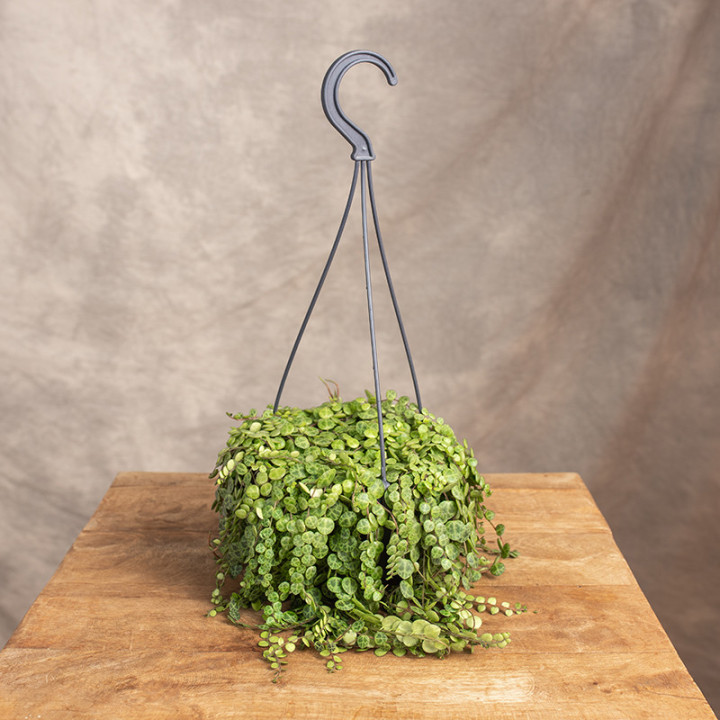 Peperomia prostrata 'Pepperspot' | Tomaszewski