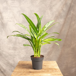 Aglaonema 'Cutlass' | Tomaszewski