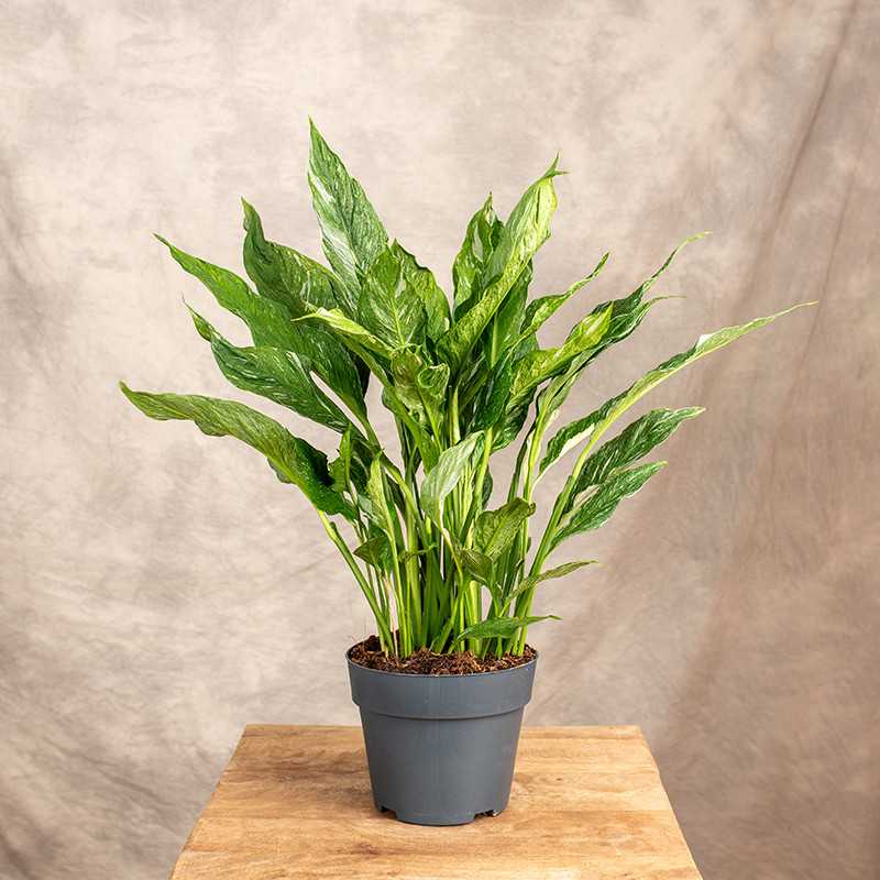 Skrzydłokwiat 'Diamond'