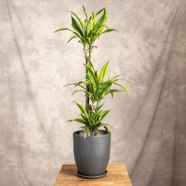 Dracena 'Lemon Lime' 3 Pędy | Tomaszewski