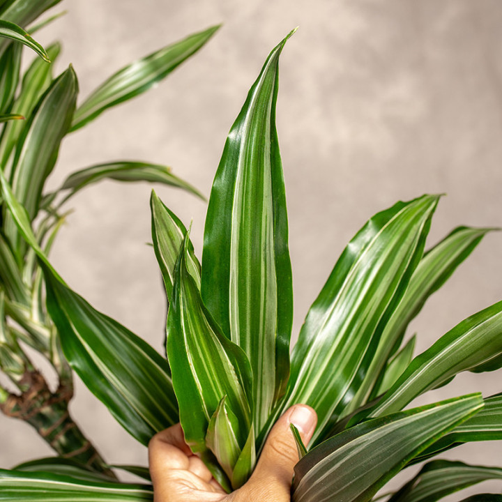 Dracena 'Ulises' 4 Pędy | Tomaszewski