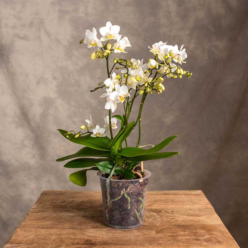 Storczyk Multiflora Biały