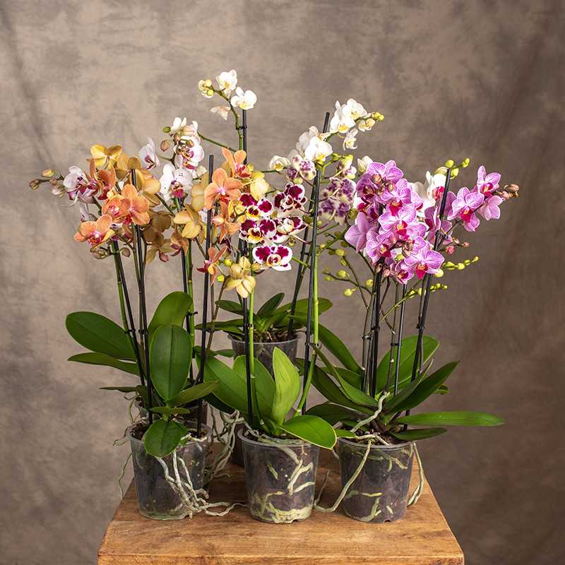 Storczyk Multiflora MIX...