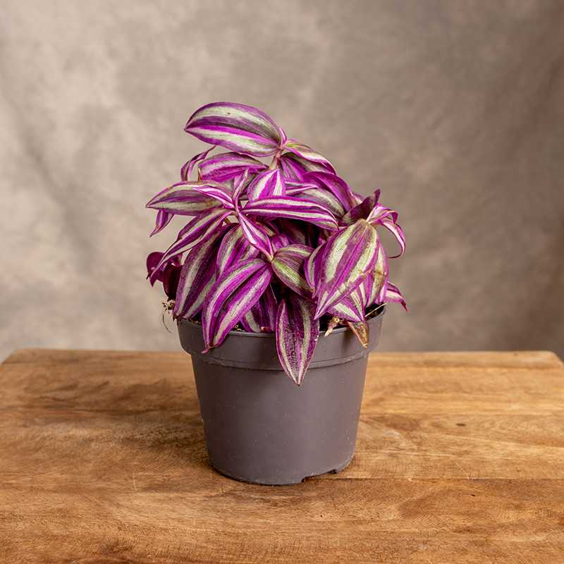 Trzykrotka 'Pink Paradise'