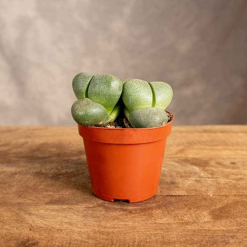 Lithops Żywe Kamienie