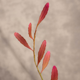 Rhipsalis 'Red Coral' | Tomaszewski