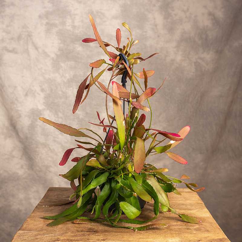 Rhipsalis 'Red Coral' |...