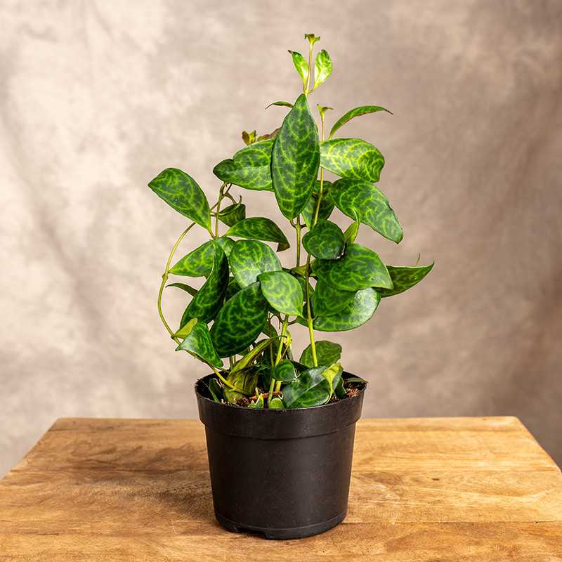 Eszynantus marmurkowy