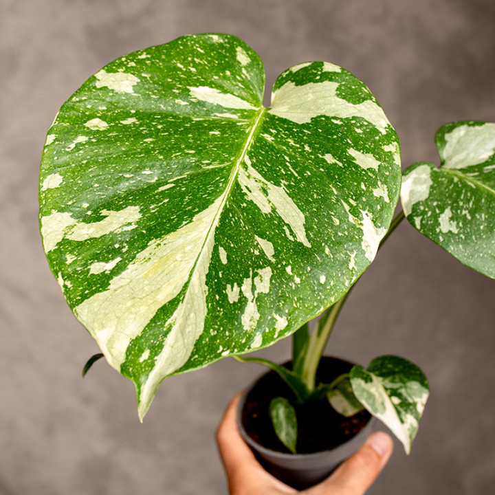Monstera 'Thai Constellation' | Tomaszewski