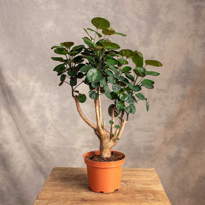 Polyscias 'Fabian'