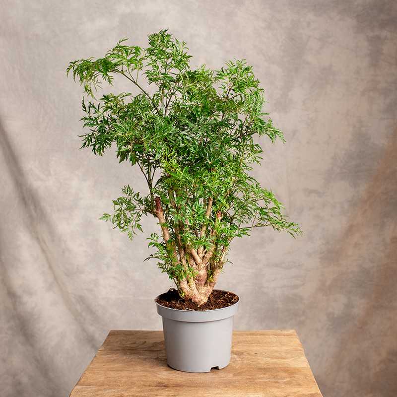 Polyscias fruticosa 'Ming'...