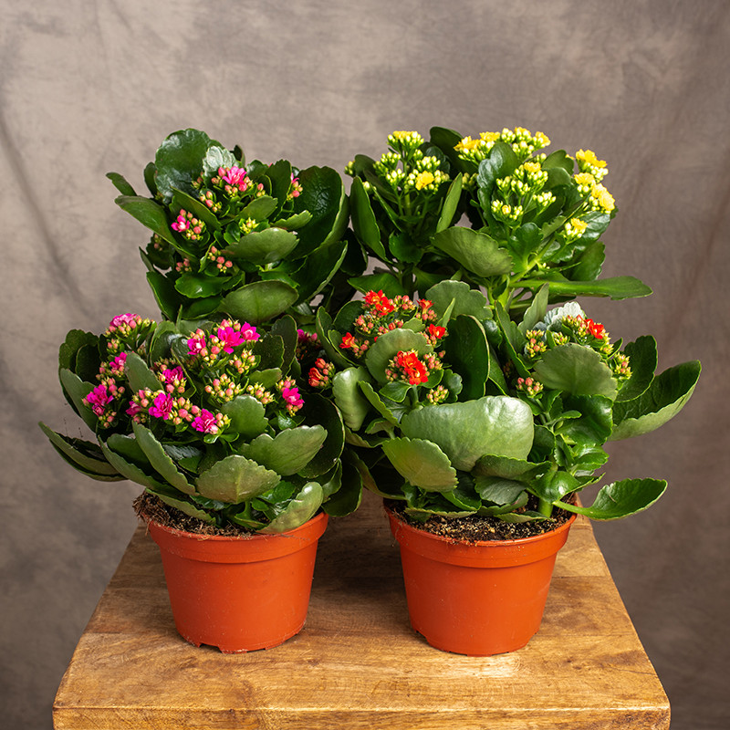 Kalanchoe MIX kolorów | Duże