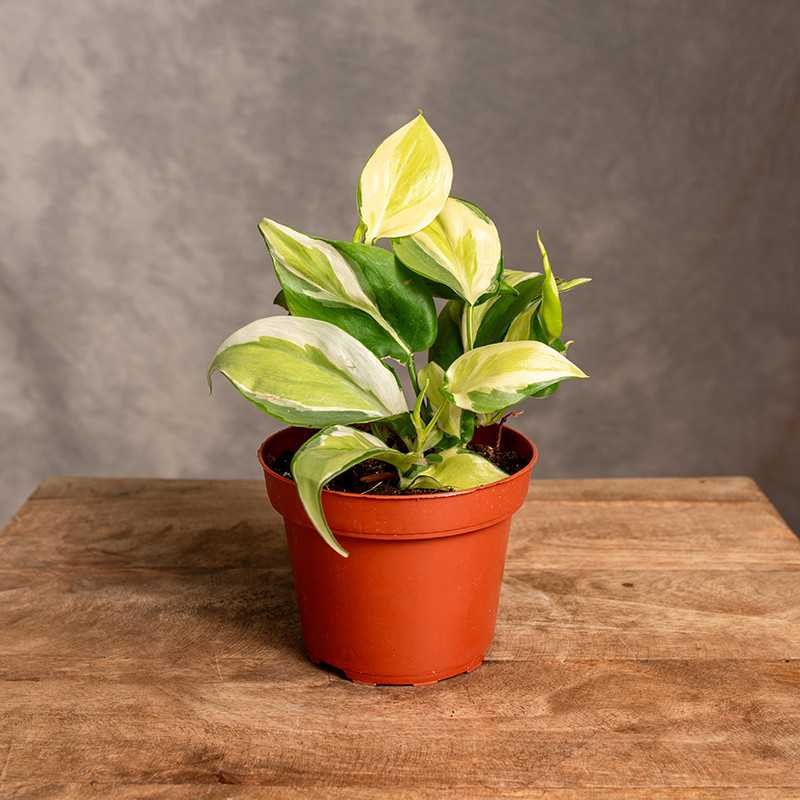 Filodendron 'Rio' | Mały