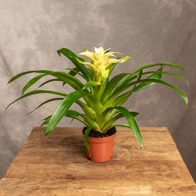 Guzmania 'Evelien'