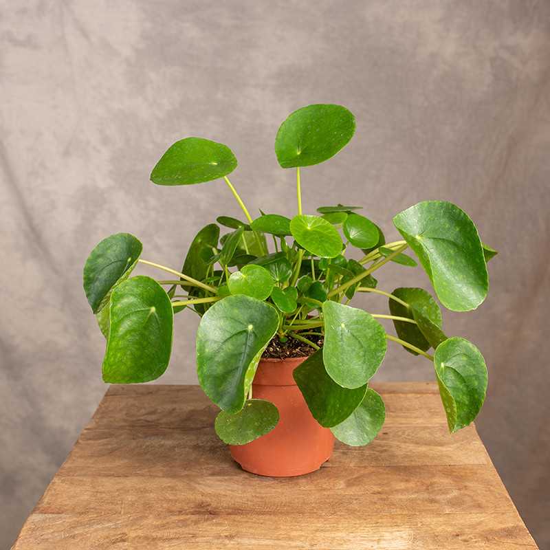 Pilea peperomiowata -...