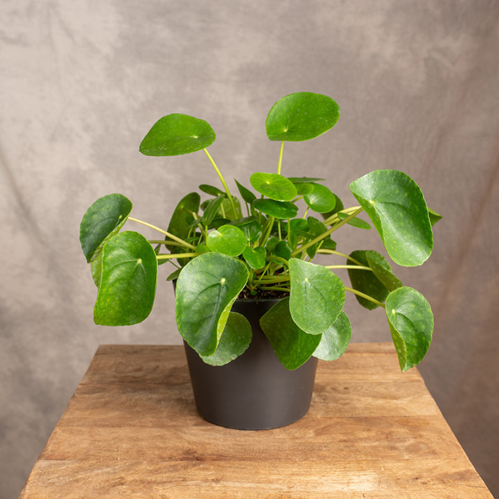 Pilea peperomiowata - Pieniążek