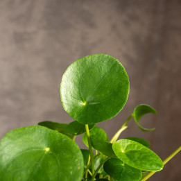 Pilea peperomiowata - Pieniążek