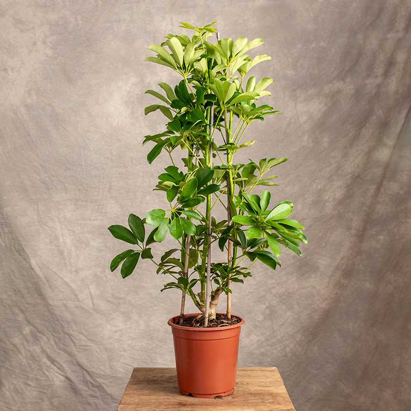 Szeflera 'Compacta'