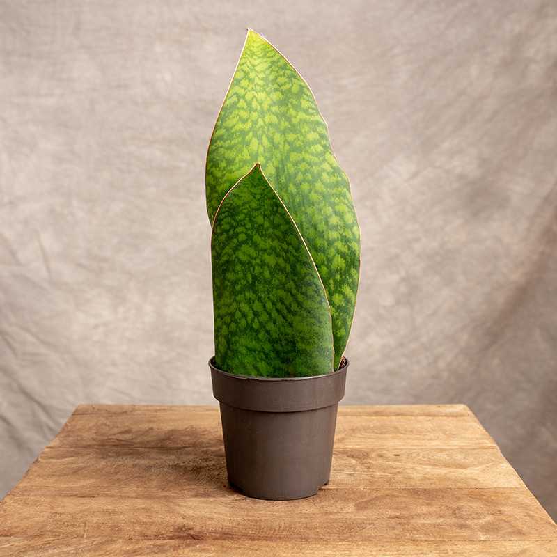 Sansewieria Masoniana | 2...