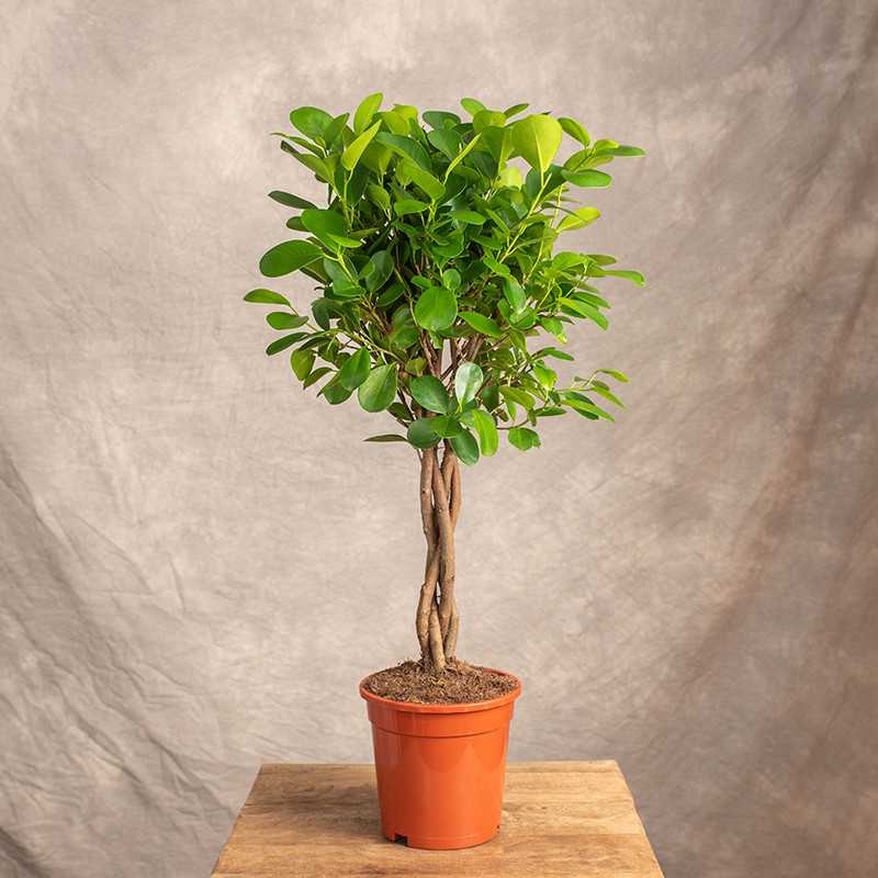 Fikus 'Moclame' | Na pniu