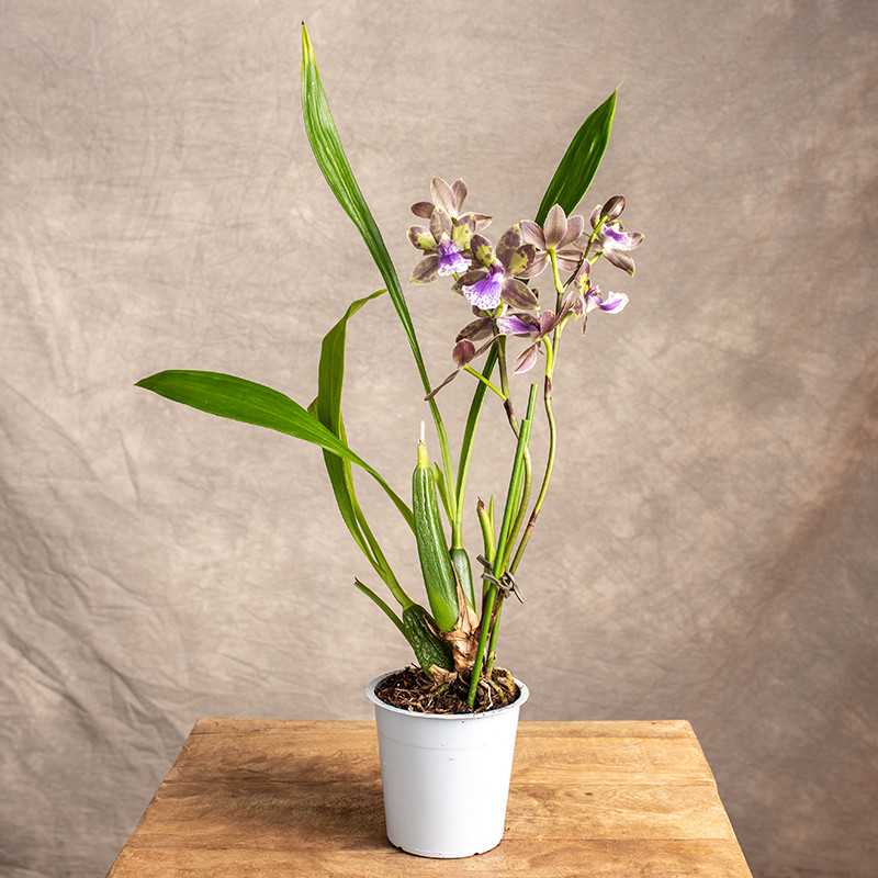 Storczyk Zygopetalum
