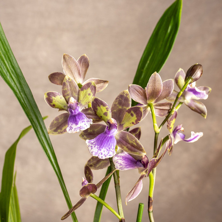 Storczyk Zygopetalum | Tomaszewski
