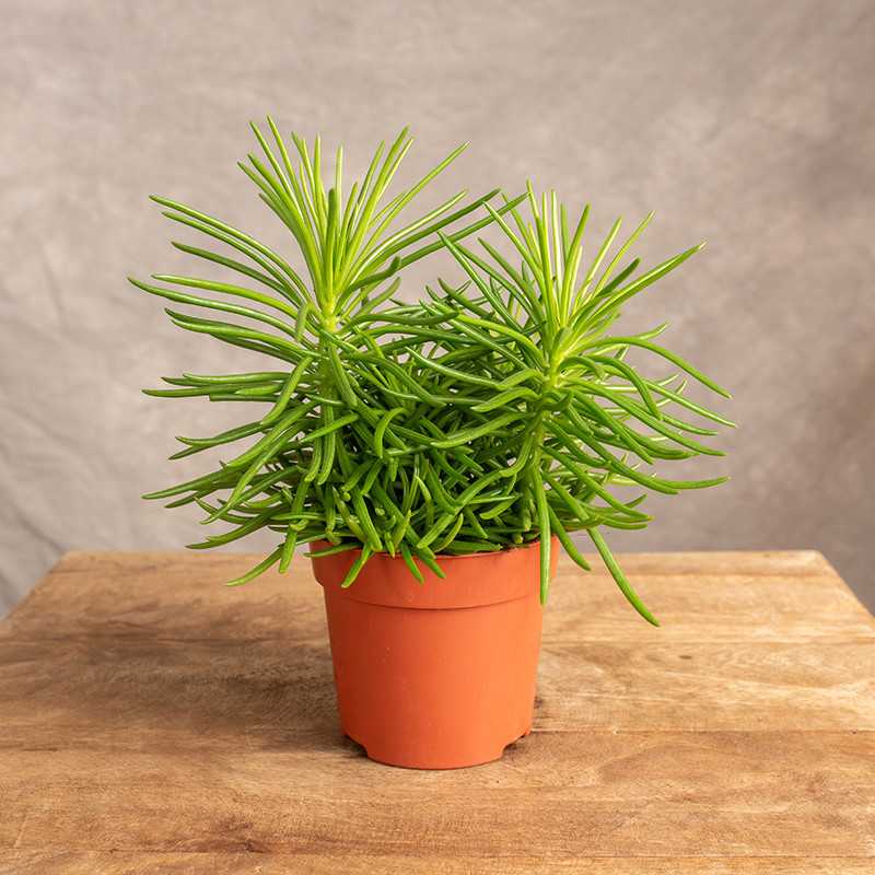 Starzec azjatycki 'Himalaya'