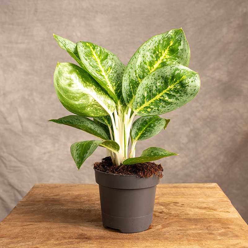 Aglonema 'Lemon Mint' | Mała