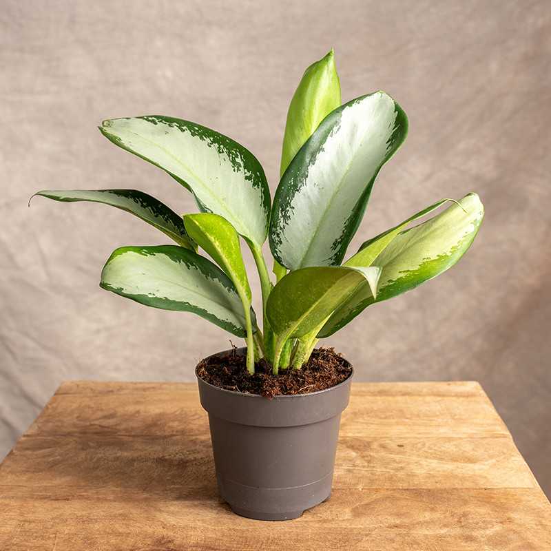 Aglonema 'Silver Blue' | Mała