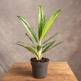 Aglonema 'Matcha Lemon' | Tomaszewski