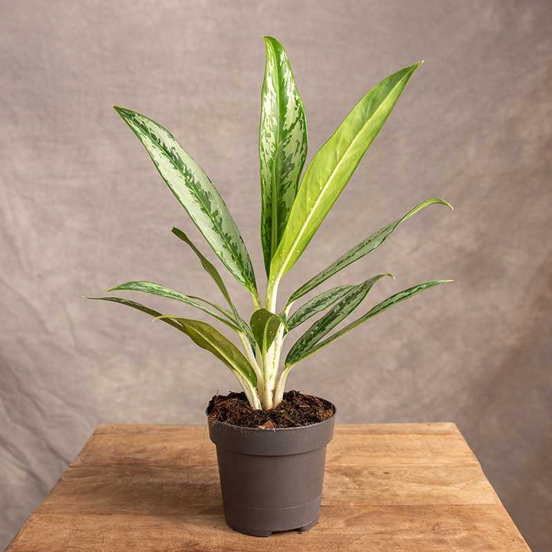 Aglonema 'Matcha Lemon' | Mała