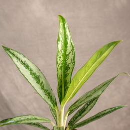 Aglonema 'Matcha Lemon' | Tomaszewski