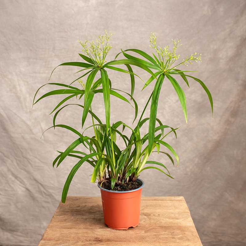 Cyperus 'Albostriatus'