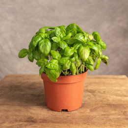 Bazylia | Ocimum basilicum L.