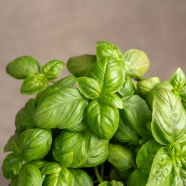Bazylia | Ocimum basilicum L.