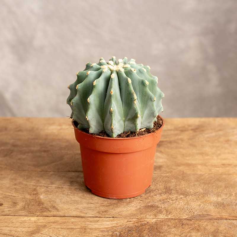 Ferocactus glaucescens...