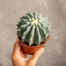 Ferocactus glaucescens 'Inermis' | Kaktus