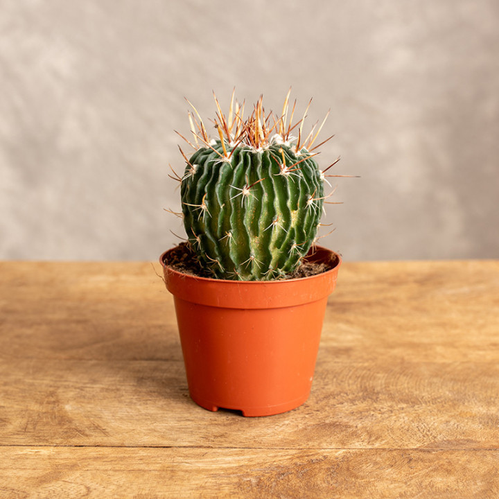 Echinofossulocactus multicostatus Kaktus falisty | Tomaszewski