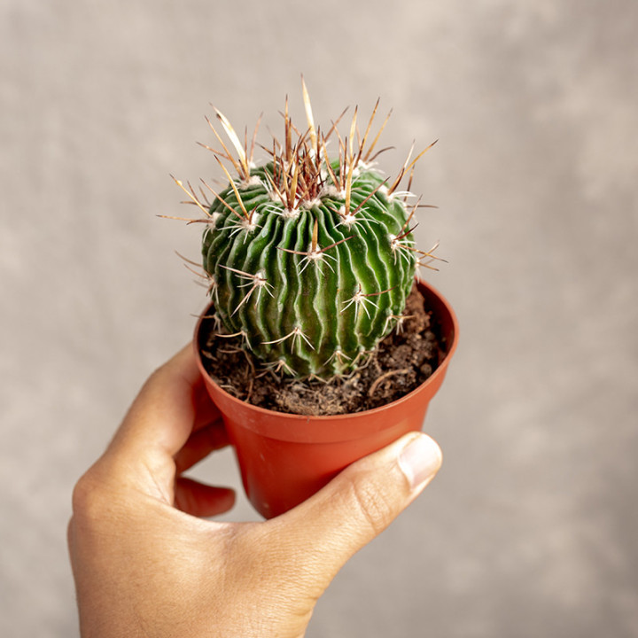 Echinofossulocactus multicostatus Kaktus falisty | Tomaszewski