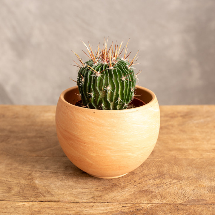 Echinofossulocactus multicostatus Kaktus falisty | Tomaszewski
