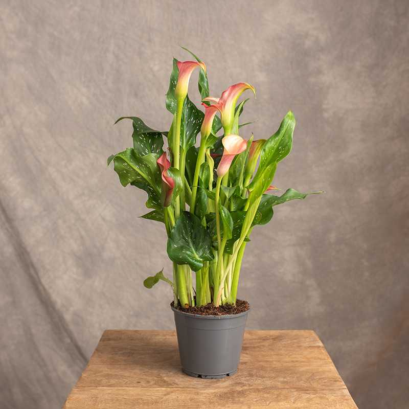 Zantedeschia 'Morning Sun'